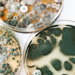 Coast 2 Bay Inspections & Services - Mold Inspections and Lab Testing