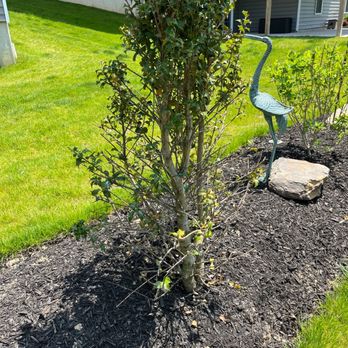 Fairfield Landscaping - The Holly trees that Fairfield will not replace. Fifteen of them. - Landscaping Near Me - Canonsburg, Pennsylvania Fairfield Landscaping - The Holly trees that Fairfield will not replace. Fifteen of them. - Landscaping Near Me - Canonsburg, Pennsylvania