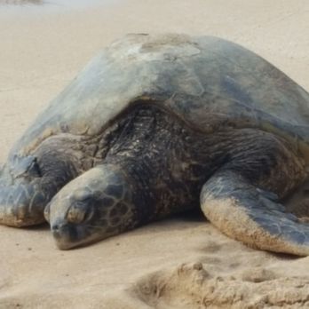 Laniakea Beach - Just another day in paradise with obnoxious tourists trying to take pics with a turtle like they have never seen one in their life ever. - Beaches Near Me - Haleiwa, Hawaii Laniakea Beach - Just another day in paradise with obnoxious tourists trying to take pics with a turtle like they have never seen one in their life ever. - Beaches Near Me - Haleiwa, Hawaii