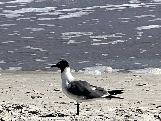 Anastasia State Park by null