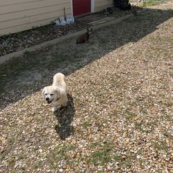 Becky's All Breed Dog Grooming - "Willie" with a pep in his step @ 15 yrs old