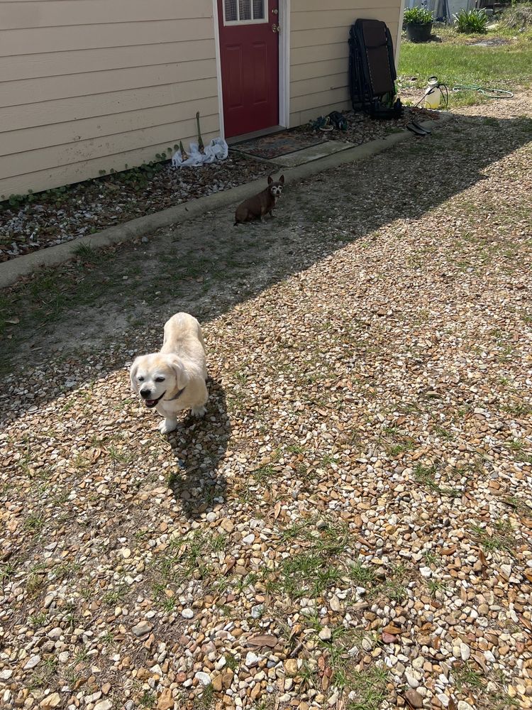 BECKY’S ALL BREED DOG GROOMING Updated June 2024 23080 Enchanted Ave, Pass Christian