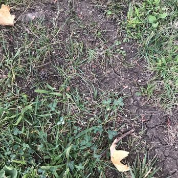 CID Management Inc - Fertilizer is TOXIC to pets!! Next time, notify the homeowners! - Property Management Near Me - Concord, California