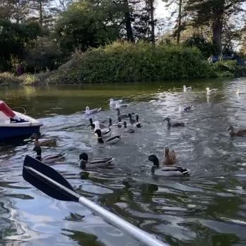 Blue Heron Boathouse - Boating Near Me - San Francisco, California