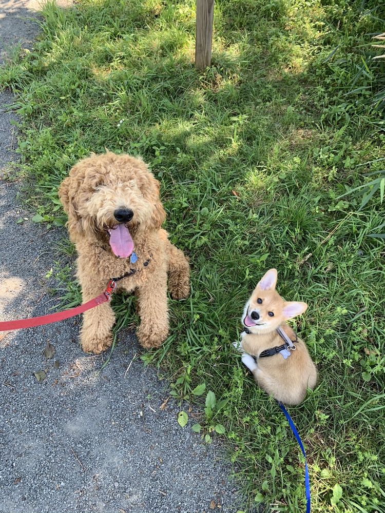 FARMSTEAD’S PUPPY PARADISE Updated July 2024 39146 Middleton Ln