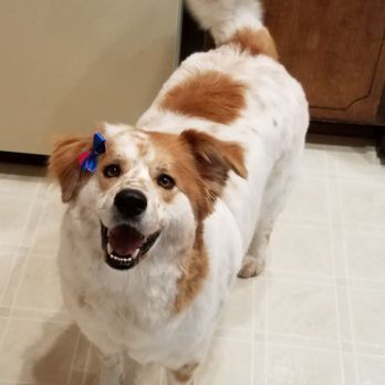 jackie's dog grooming