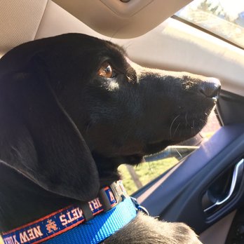 Last Hope Animal Rescue - The ride home! - Animal Shelters Near Me - Wantagh, New York