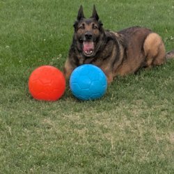 High Sierra Animal Rescue