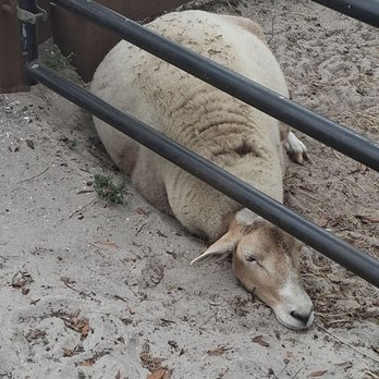 Westgate River Ranch Rodeo - Sheep - Rodeo Near Me - River Ranch, Florida Westgate River Ranch Rodeo - Sheep - Rodeo Near Me - River Ranch, Florida