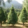 Árboles de Navidad Ajusco
