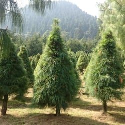 Árboles de Navidad Ajusco