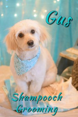 shampooch grooming salon