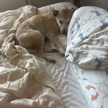 2 Blondes All Breed Rescue - Animal Shelters Near Me 2 Blondes All Breed Rescue - Animal Shelters Near Me