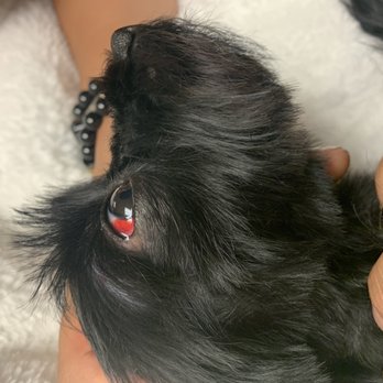 Top Flight Paw Salon - Blood in dogs eye - Pet Groomers Near Me - Chicago, Illinois Top Flight Paw Salon - Blood in dogs eye - Pet Groomers Near Me - Chicago, Illinois