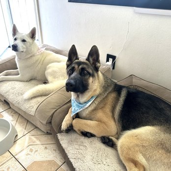 Lilly's Mobile Grooming - Ellie - Shepsky (left), Luke - German Shepherd (right) - Pet Groomers Near Me Lilly's Mobile Grooming - Ellie - Shepsky (left), Luke - German Shepherd (right) - Pet Groomers Near Me