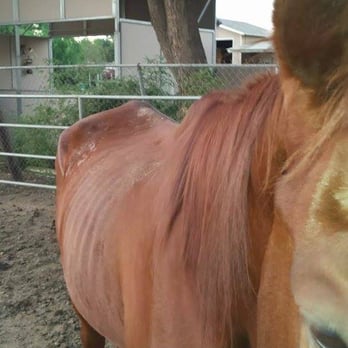 Everything Equine - This are the EVERYTHING EQUINE horses as of October 2014 - Horseback Riding Near Me - Norco, California