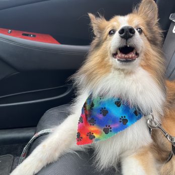 Woofbeach Cove - Pet Groomers Near Me - Glen Ellyn, Illinois Woofbeach Cove - Pet Groomers Near Me - Glen Ellyn, Illinois