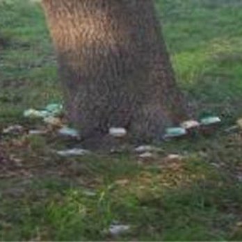 Big Country Tree Experts - Tree injections already at work saving the roots and trunk of the tree. Call to learn how to keep your trees healthy for years to come. - Tree Services Near Me - Florence, Texas