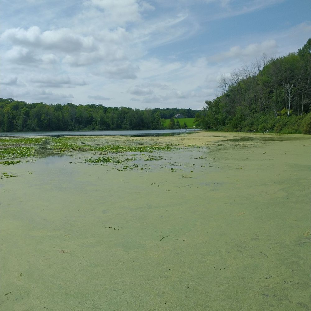 Hartlaub Lake - Algae - Fishing Near Me - Manitowoc, Wisconsin Hartlaub Lake - Algae - Fishing Near Me - Manitowoc, Wisconsin
