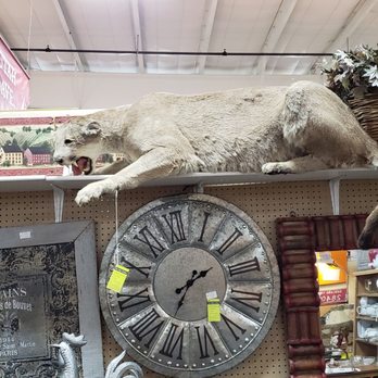 Brass Armadillo Antique Mall - Big old cat. I was kinda in awe of this even if it's freaky. - Antiques Near Me - Wheat Ridge, Colorado Brass Armadillo Antique Mall - Big old cat. I was kinda in awe of this even if it's freaky. - Antiques Near Me - Wheat Ridge, Colorado