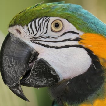 GreyHaven Exotics - Gonzoooooooooooo!!!!!!! - Pet Boarding Near Me - Nashville, Tennessee