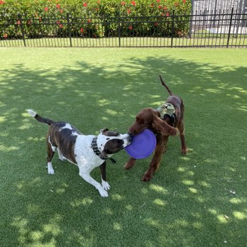 The Barkmore Resort - Pet Training Near Me - Land O Lakes, Florida