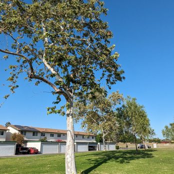 Smith Murphy Park - Trees in the park - Parks Near Me - Buena Park, California