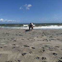 Our beautiful staffy girl enjoying the beach - A dog stands on a sandy beach facing the camera, with the ocean and waves in the background. Footprints are visible in the sand in the foreground, and the sky is mostly clear with a few clouds. The scene appears to be taken during daytime with bright natural light.