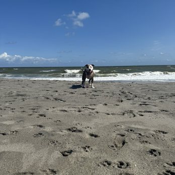 Jupiter Dog Beach - Our beautiful staffy girl enjoying the beach - A dog stands on a sandy beach facing the camera, with the ocean and waves in the background. Footprints are visible in the sand in the foreground, and the sky is mostly clear with a few clouds. The scene appears to be taken during daytime with bright natural light. - Dog Parks Near Me - Jupiter, Florida