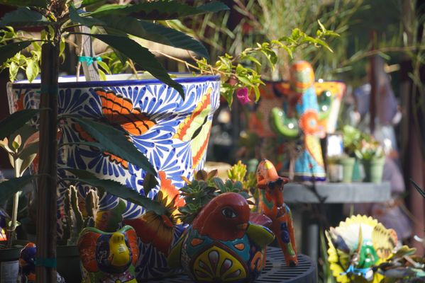 San Diego Zoo Safari Park by null