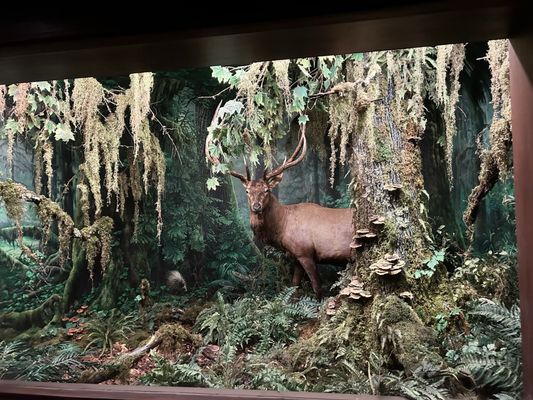 Wonders Of Wildlife National Museum & Aquarium by null