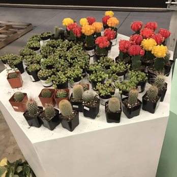 Jade & Clover - More choices - Home Decor Near Me - Dallas, Texas