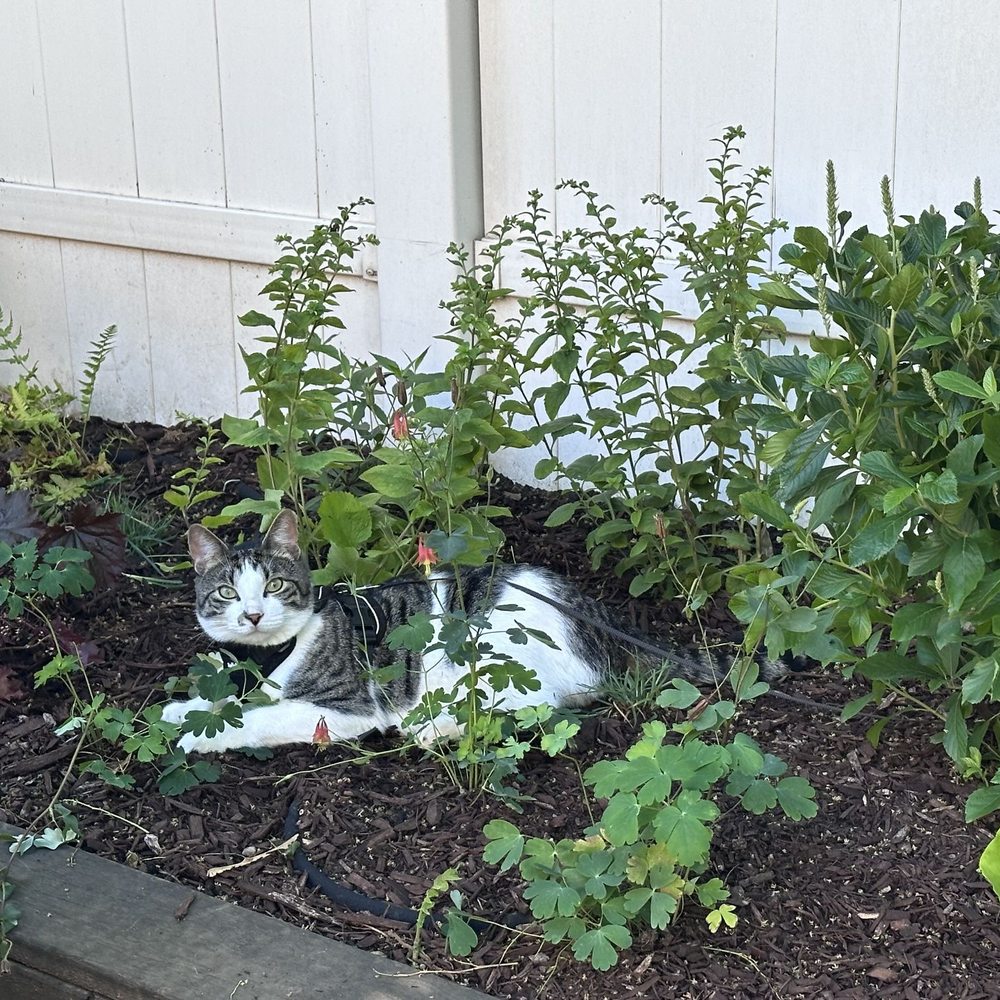 Juniper Tree Care - Tree Services Near Me Juniper Tree Care - Tree Services Near Me
