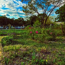 Kidd Springs Park