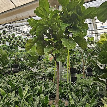 Access Plants - Gardeners Near Me - Petaluma, California Access Plants - Gardeners Near Me - Petaluma, California