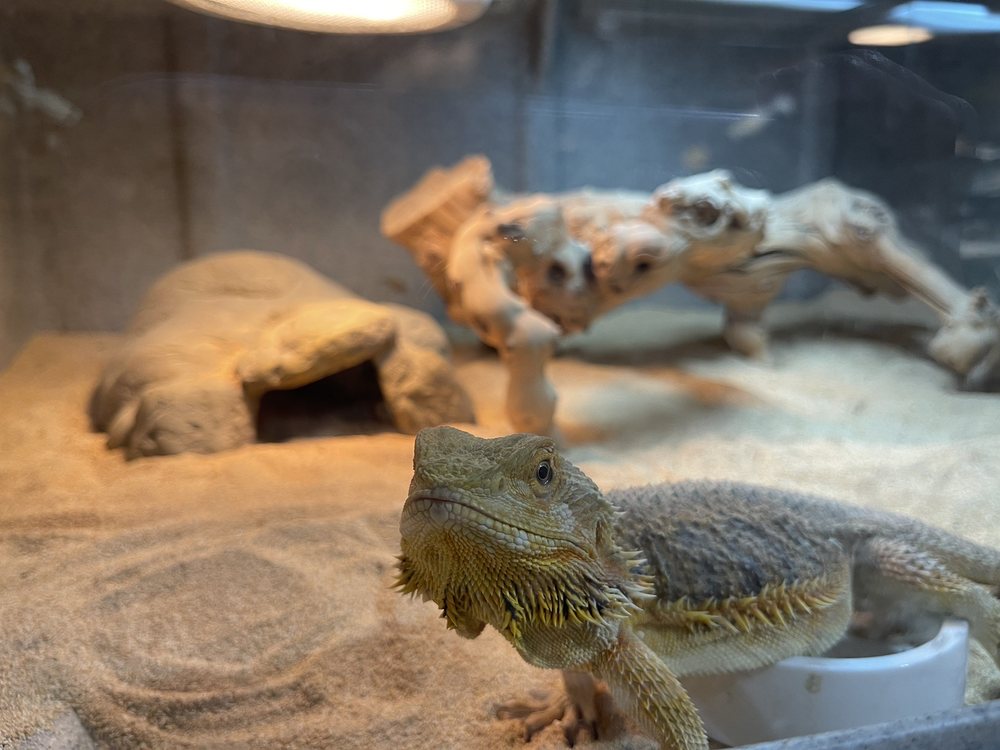 XTREME EXOTICS Updated October 2024 79 Photos & 34 Reviews 11672