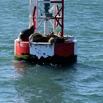 Oceanside Adventures - Lounging sea lions - Boat Charters Near Me - Oceanside, California Oceanside Adventures - Lounging sea lions - Boat Charters Near Me - Oceanside, California