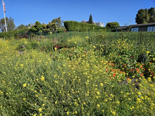 Upper Newport Bay Nature Preserve by null