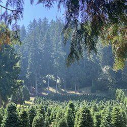 Larsen's Evergreen Christmas Tree Farm