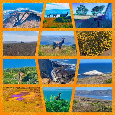 Tomales Point Trailhead by null