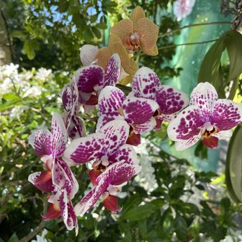Orchid Key Inn - Hotels Near Me - Key West, Florida Orchid Key Inn - Hotels Near Me - Key West, Florida