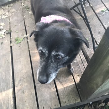 Bellissima Dog Boutique - Lady coat looks good - Pet Groomers Near Me - Olathe, Kansas Bellissima Dog Boutique - Lady coat looks good - Pet Groomers Near Me - Olathe, Kansas