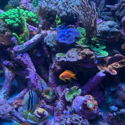 Color Aquaria