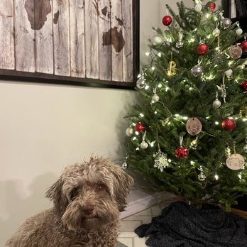 EZ Tree - Hallie and her first Christmas Tree! - Tree Services Near Me EZ Tree - Hallie and her first Christmas Tree! - Tree Services Near Me