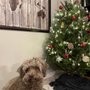 Photo of EZ Tree