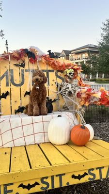 MUTTS Canine Cantina® by null