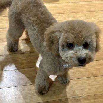 Kaylyn’s Grooming - Maltipoo puppy haircut - Pet Groomers Near Me - Los Angeles, California Kaylyn’s Grooming - Maltipoo puppy haircut - Pet Groomers Near Me - Los Angeles, California