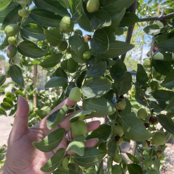 Emily Garden Nursery - lots of jujube fruit - Nurseries & Gardening Near Me - Santa Ana, California Emily Garden Nursery - lots of jujube fruit - Nurseries & Gardening Near Me - Santa Ana, California