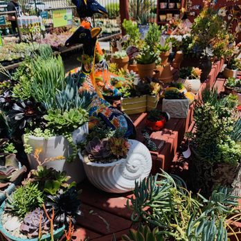 Armstrong Garden Centers - succulent arrangements - Nurseries & Gardening Near Me - Costa Mesa, California Armstrong Garden Centers - succulent arrangements - Nurseries & Gardening Near Me - Costa Mesa, California