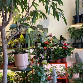REWILD Capitol Hill - Nurseries & Gardening Near Me - Washington, DC, District of Columbia